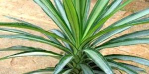 Yucca Elephantipes Variegata Plants