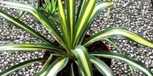 Yucca Filamentosa Color Guard Plants