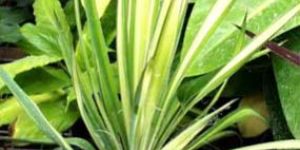 Yucca Flaccida Golden Plants