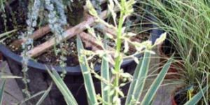 Yucca Gloriosa Variegata Plants