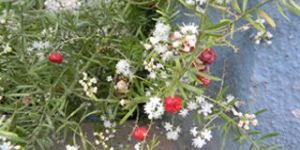 Aspargus Herbal Extracts