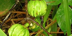 Garcinia