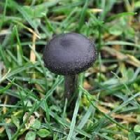 Black Mushroom