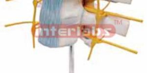 Spinal Cord Thoracic Vertebrae