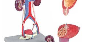 5 Parts Urinary System Model