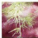 Dried Shatavari Roots