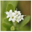 Stevia Flower