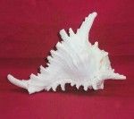Murex Seashell