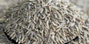 Cumin Seeds