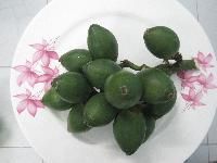Fresh Betelnut