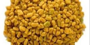 Fenugreek