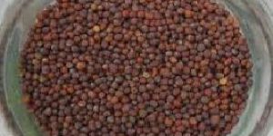 Mustard Seeds