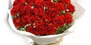 50 Red Carnation Bunch