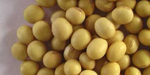 Soybean Seeds