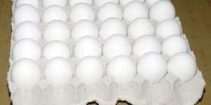 White Poultry Eggs