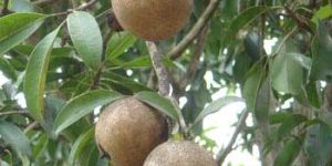 Fresh Sapodilla