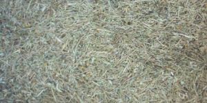 Senna Leaves (No 5 Unclean)