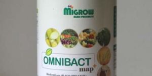 Phosphorus Solubilizing Bacteria