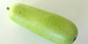 Fresh Bottle Gourd