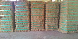 Coconut Fibers