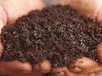 Potting Soil