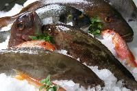 Fresh Fish