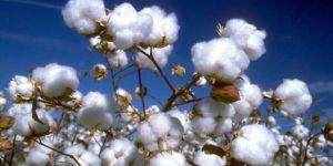 Raw Cotton