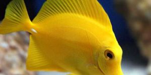 Aquarium Fishes At Lowest Price In Delhi