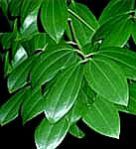 Cinnamon Leaf Oil