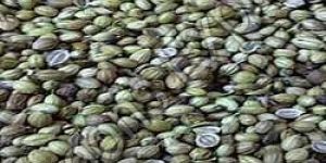 Coriander Seeds