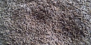 Cumin Seeds