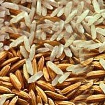 Paddy Seeds