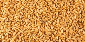 Wheat