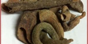 Karkatashringi (Pistacia Integerrima)