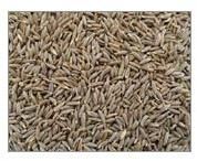 Cumin Seeds
