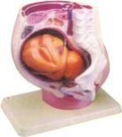 Urogenital System Female