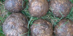 Elephant Yam