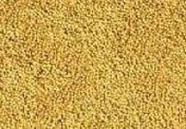 Mustard Seeds