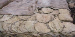 Buffalo Salted Omasum