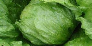 Fresh Iceberg Lettuce