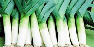 Fresh Leeks
