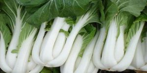 Fresh Pak Choi