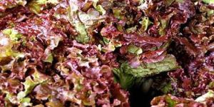 Fresh Red Romaine Lettuce