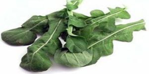 Fresh Roquette Lettuce