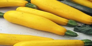 Fresh Yellow Zucchini