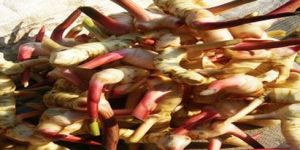 Galangal Roots