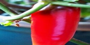 Jalapeno Red Chili
