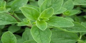 Marjoram Herb