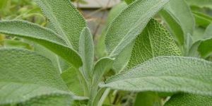 Sage Herb