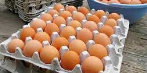 Off White Paper Egg Tray